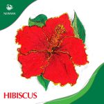 چای ترش نیوشا